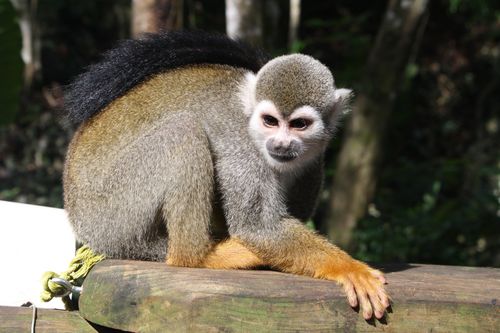 Singe-écureuil de Monkey Jungle, en République dominicaine