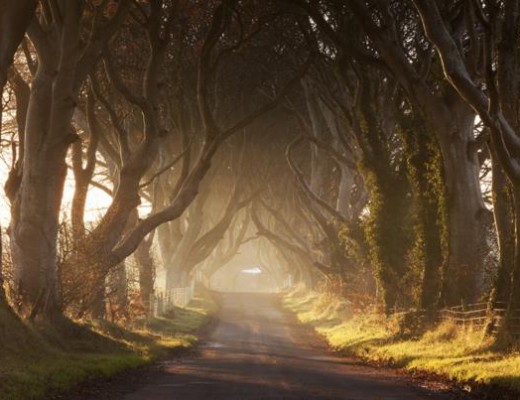 Les Dark Hedges, Irlande du Nord